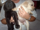 labradores retriever - mejor precio | unprecio.es
