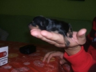 MINI PINSCHER - mejor precio | unprecio.es