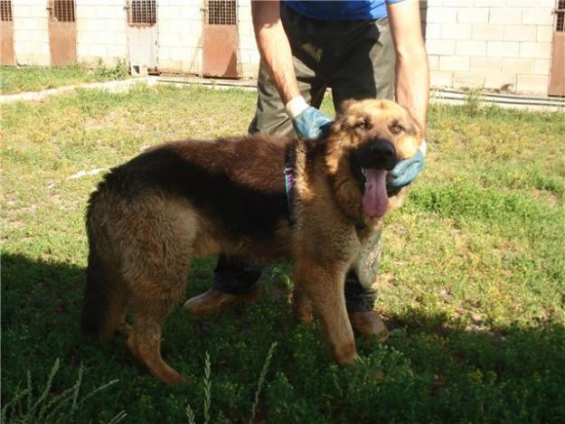 pastor aleman puro de año y medio ,dos en adopcion