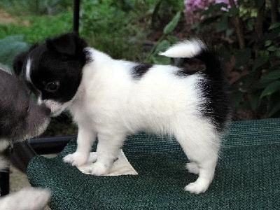 Pelo Largo  Cachorros Chihuahua