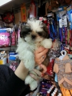 Preciosa cachorrita shih-tzu - mejor precio | unprecio.es