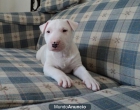 Regalo Magnificos cachorros de bull terrier - mejor precio | unprecio.es