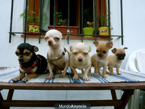 VENDO PRECIOSOS CHIHUAHUAS CANELA MACHO Y HEMBRA