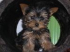 YORKSHIRE TERRIER MINI - mejor precio | unprecio.es