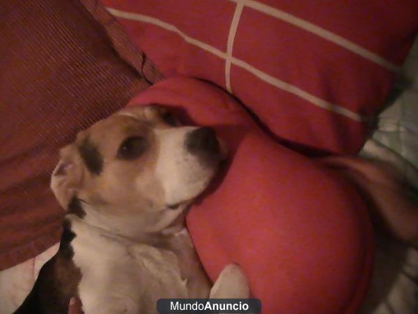 Bonita Beagle busca novio