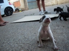 Cachorritos de Pitbull - mejor precio | unprecio.es
