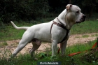 Cachorros American Stafford - mejor precio | unprecio.es