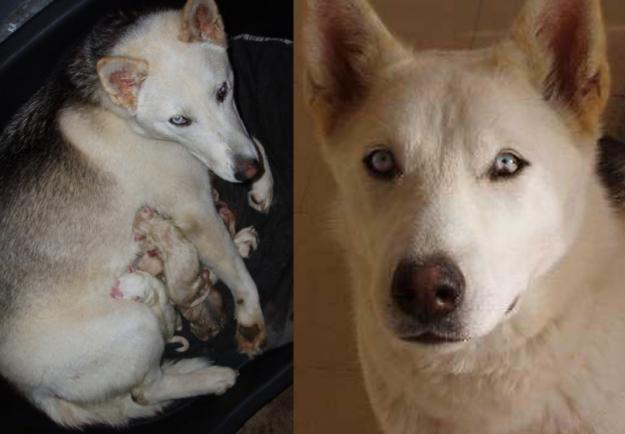 cachorros en adopcion