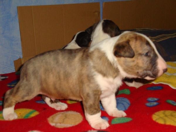 Camada Bull Terrier