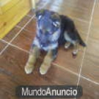 cambio o vendo cachorro de pastor aleman con extelente pedigree 300 - mejor precio | unprecio.es