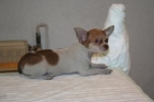 Chihuahuas, Madrid, pequeñisimos, 500 euros, - mejor precio | unprecio.es