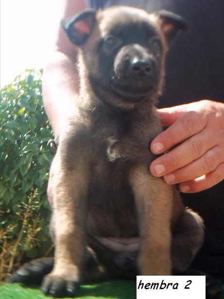 impresionantes cachorros de pastor belga malinois