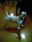 Jack russell terrier linea inglesa pedegree completo - mejor precio | unprecio.es