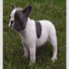 PRECIOSO BULLDOG FRANCÉS BUSCA PAREJA - mejor precio | unprecio.es