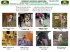 perros en adopción - mejor precio | unprecio.es