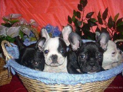 Cachorros bulldog francés para la venta