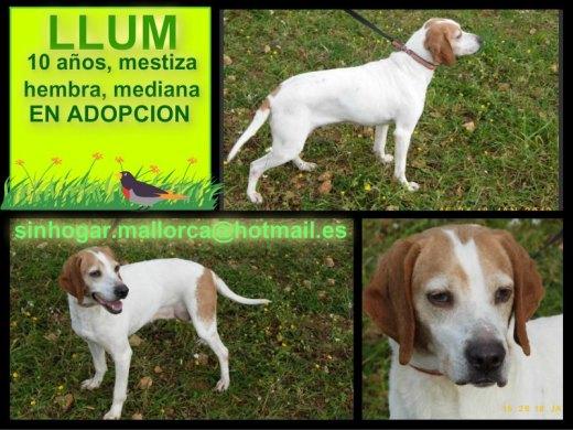 Hembra mestiza en adopción