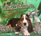 ¡Disfruta estas fiestas con tu basset hound - mejor precio | unprecio.es