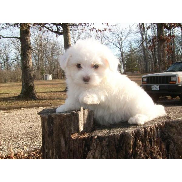 cachorro maltés adorable para una familia buena y cariñosa