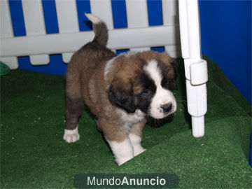Cachorros San Bernardo, muy buen precio