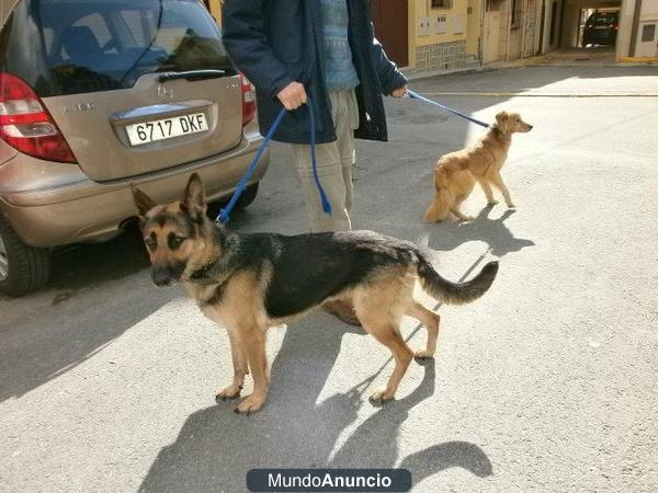 Dos perros buscan casa