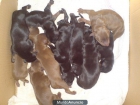 IMPRESSIONANTE CAMADA DE DOBERMAN - mejor precio | unprecio.es
