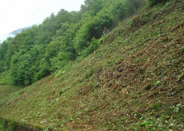 Limpieza de parcelas,tala y poda de pinos,tala en altura,tala de árboles.