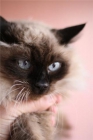 Moly, preciosa gata en adopción - mejor precio | unprecio.es