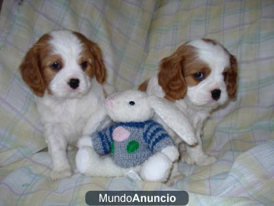 Regalo king charles spaniel cachorros