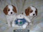 Regalo king charles spaniel cachorros - mejor precio | unprecio.es