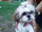 Shih tzu vendo MUY CARIÑOSO - mejor precio | unprecio.es