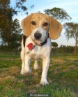 vendo cachorros de beagle - mejor precio | unprecio.es