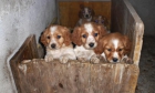 vendo cachorros-SPANIEL BRETON. - mejor precio | unprecio.es