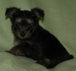 Yorkshire Terrier Yorki Macho y Hembra 3 Meses Con O Sin Pedigree