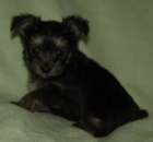 Yorkshire Terrier Yorki Macho y Hembra 3 Meses Con O Sin Pedigree - mejor precio | unprecio.es