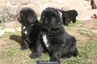 ¡Terranova, cachorros muy económicos! - mejor precio | unprecio.es