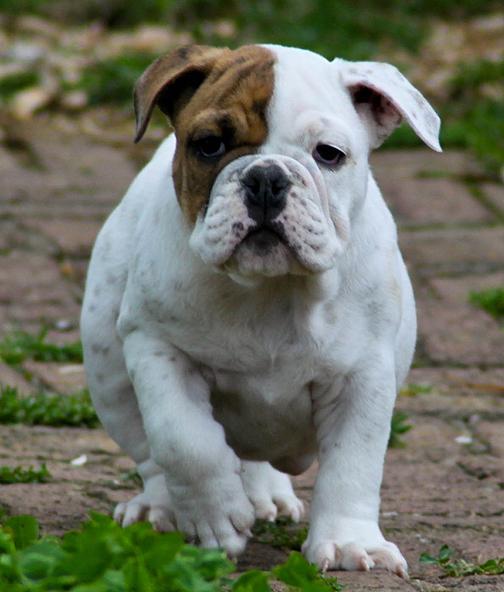BULLDOG INGLÉS EXCLUSIVO GRATIS,