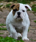 BULLDOG INGLÉS EXCLUSIVO GRATIS, - mejor precio | unprecio.es