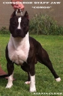 ESPECTACULAR American Staffordshire Terrier para MONTAS:::!!! - mejor precio | unprecio.es