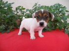 Jack Russell Terrier - mejor precio | unprecio.es