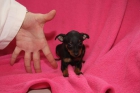 Pinscher Toy Malaga - mejor precio | unprecio.es