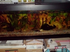 Vendo Acuario 300 litros - mejor precio | unprecio.es
