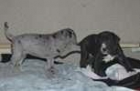 Alemán typey mastines cachorros de reproducción controlada - mejor precio | unprecio.es