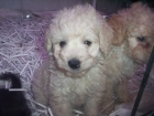 Bichon Frisé en venta cachorros - mejor precio | unprecio.es