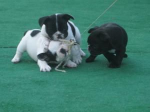 BULLDOG FRANCES,MACHOS Y HEMBRAS  150