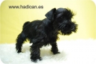 Cachorritos de Shanauzer de la mejor calidad. - mejor precio | unprecio.es