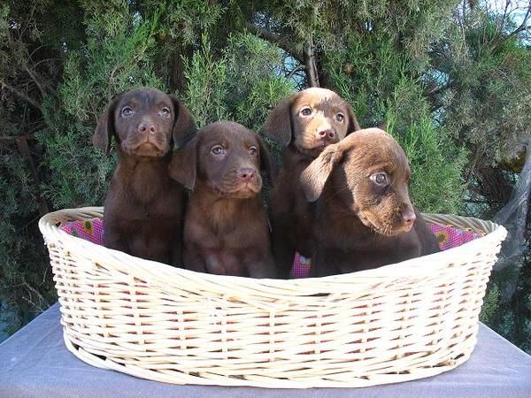 LABRADORES COLOR CHOCOLATES 250â¬