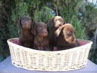 LABRADORES COLOR CHOCOLATES 250â¬ - mejor precio | unprecio.es