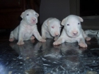 poner un  de bull terrier - mejor precio | unprecio.es