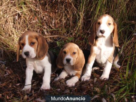 Regalo Fabulosa camada de Beagle